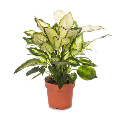 Dracaena Golden Coast